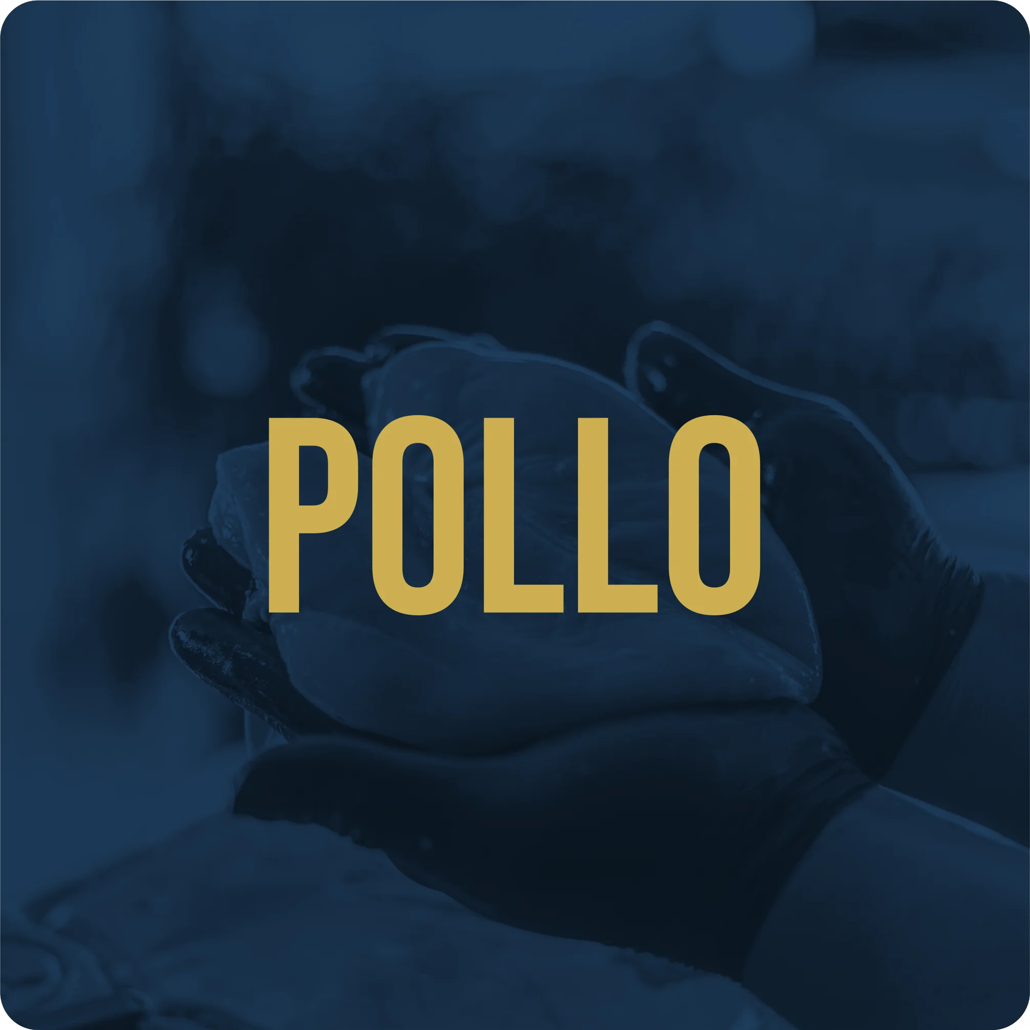 Pollo