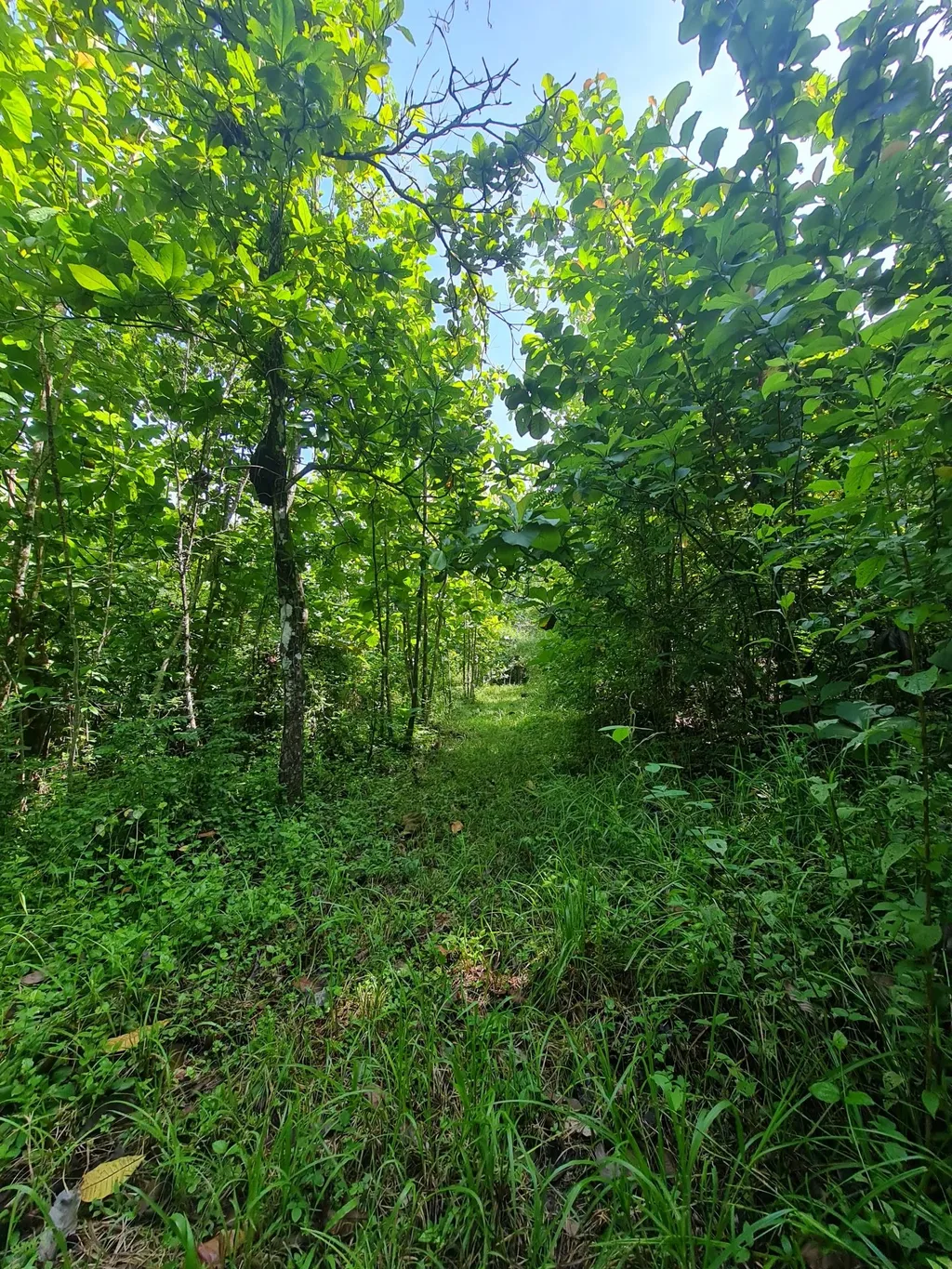 Farm for sale in Orotina - image 7