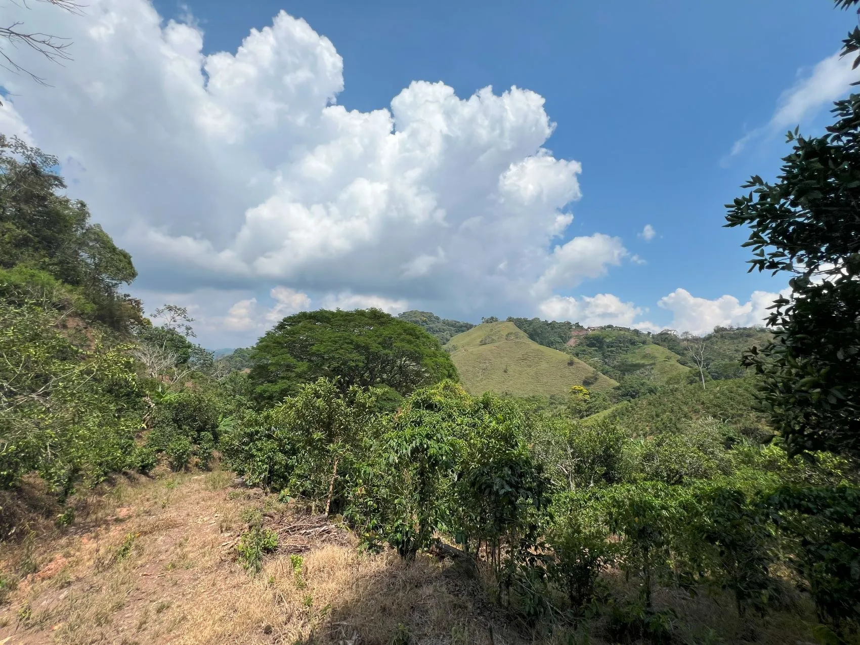Coffe and fruit tree Finca in Puriscal - image 15