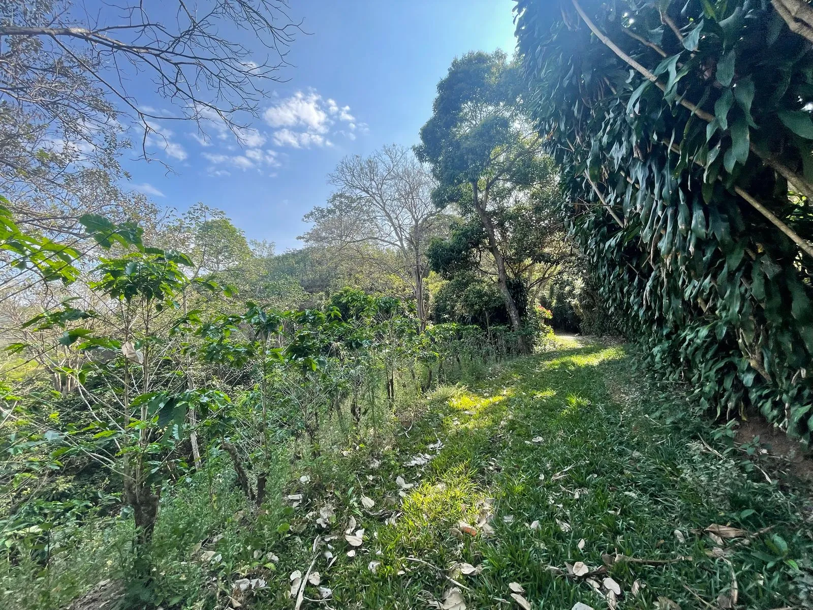 Venta Finca de Café, Beneficio y casa en Atenas - image 10