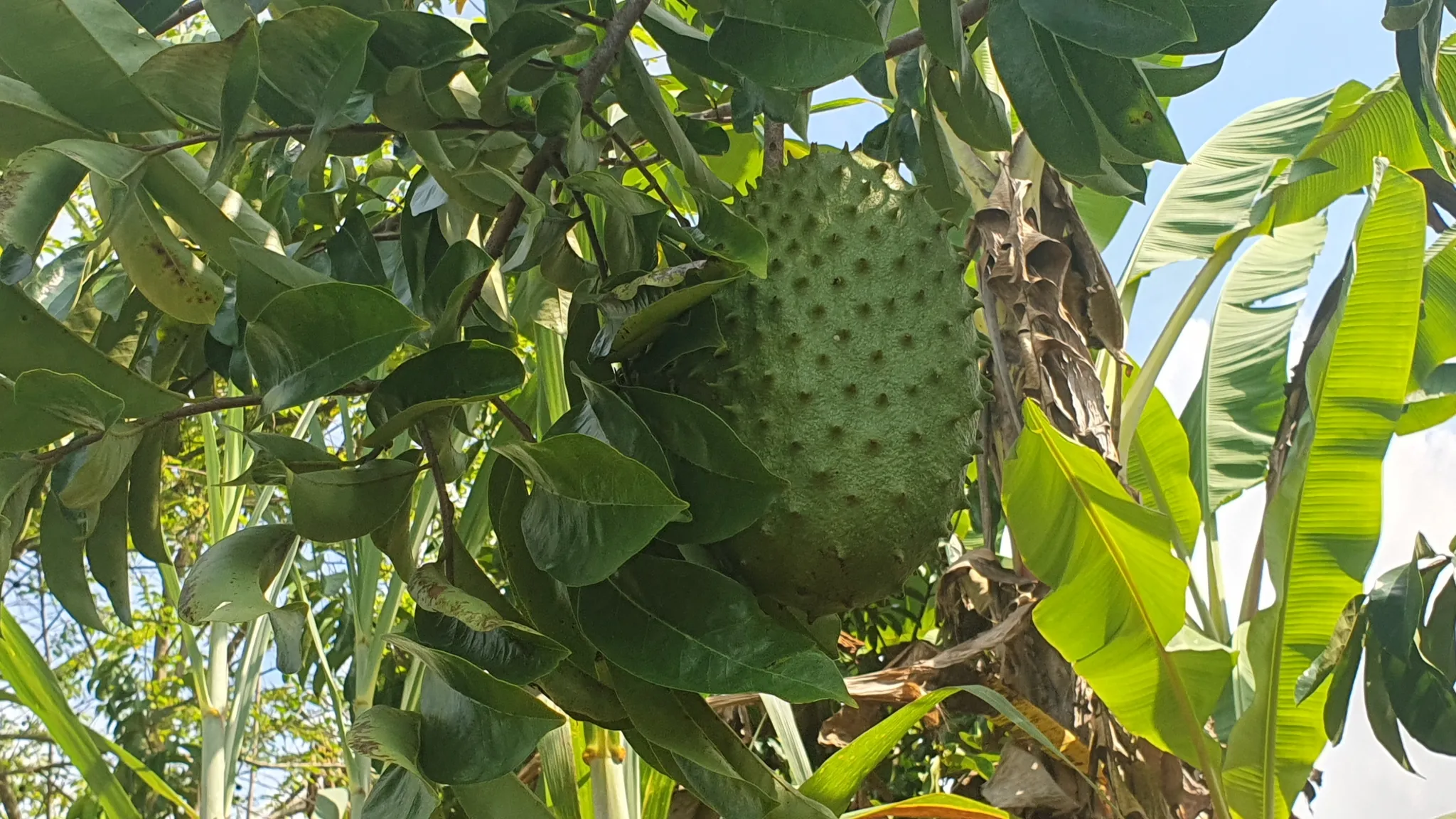PEACEFUL AND PRIVATE LAND IN PUNTA MALA, OJOCHAL - image 9