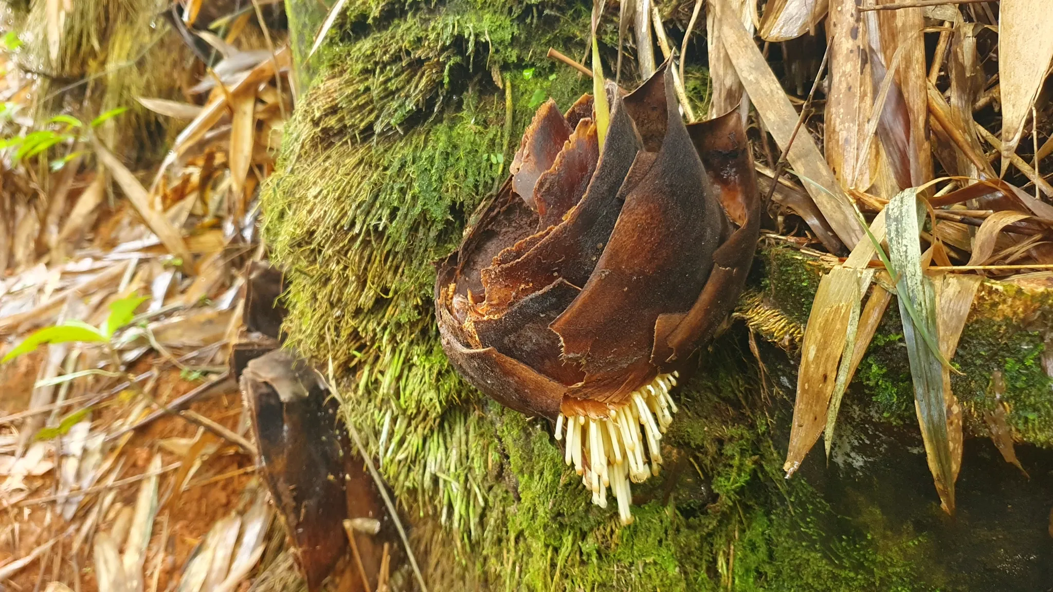 BAMBOO & FOREST PROPERTY IN PEREZ ZELEDON, COSTA RICA - image 13