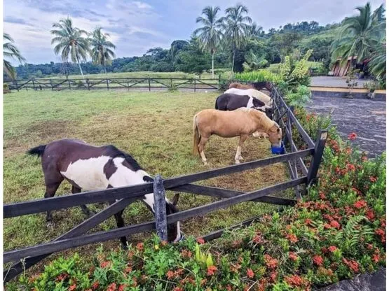 Siempre Farm and Sanctuary - image 13