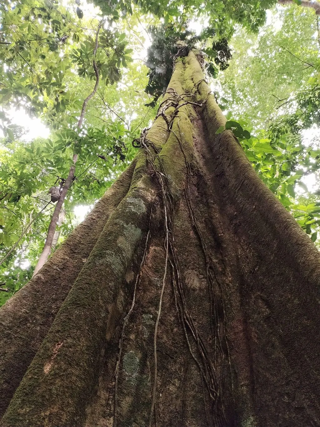  Incredible Ecological Property with 4 Spectacular Waterfalls - image 14