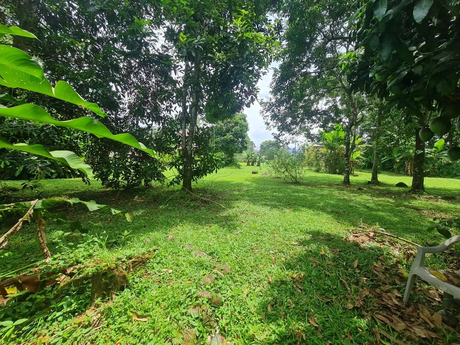 Farm for sale in San Ramon - image 6