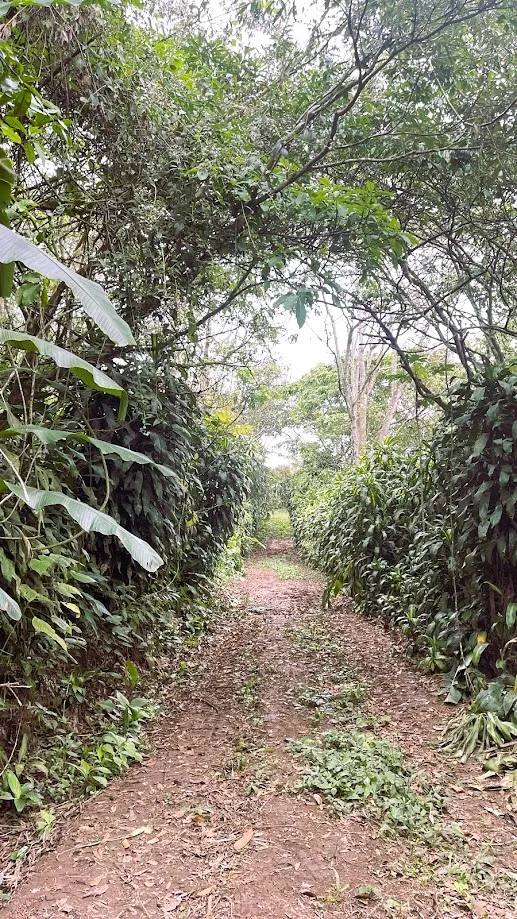 LAND FOR SALE IN SAN RAFAEL, SAN RAMON - image 15