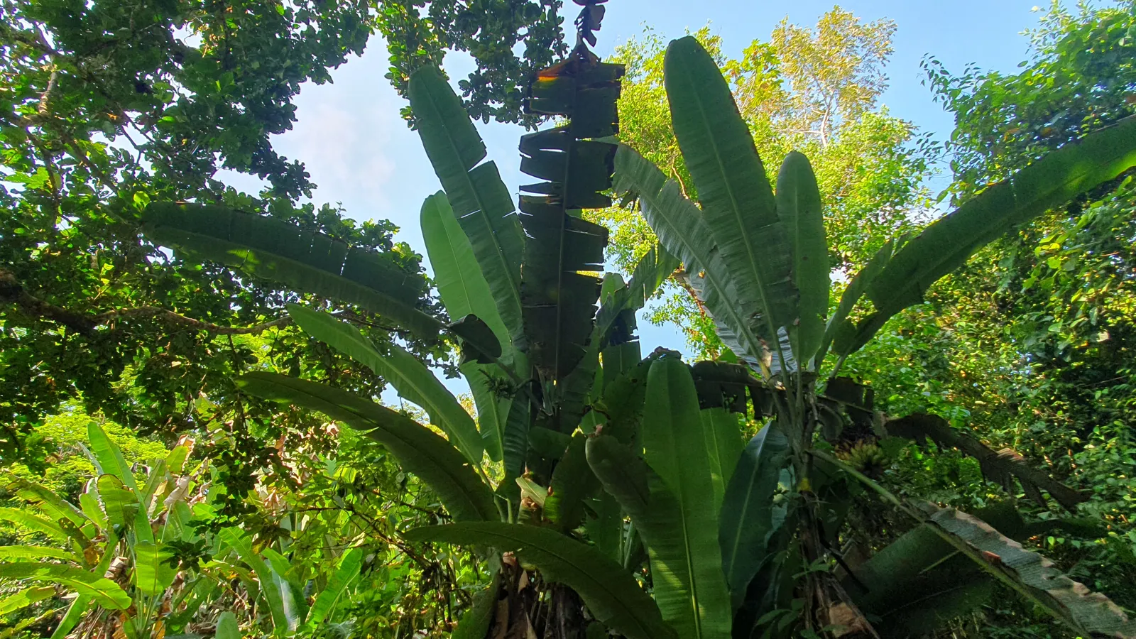 CONSERVATION AND DEVELOPMENT LAND WITH OCEAN VIEW IN SIERPE, COSTA RICA - image 11