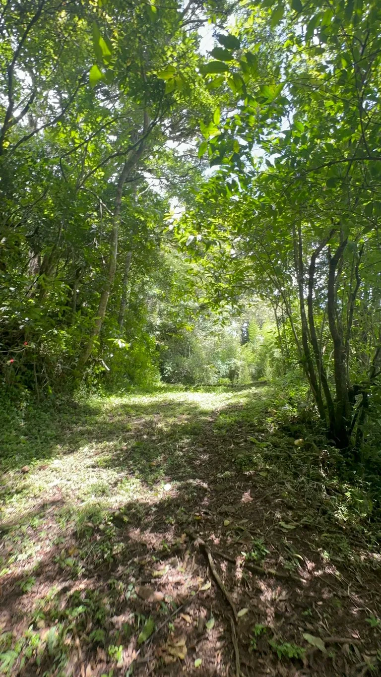 Land for Sale in Tarbaca a Natural and Tranquil Environment - image 5