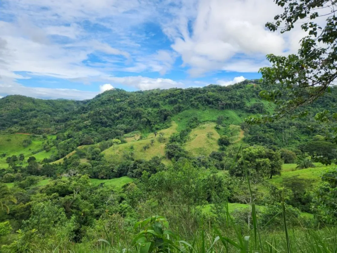 NATURAL PARADISE FARM of 203 ACRES IN BARU, PEREZ ZELEDON - image 11