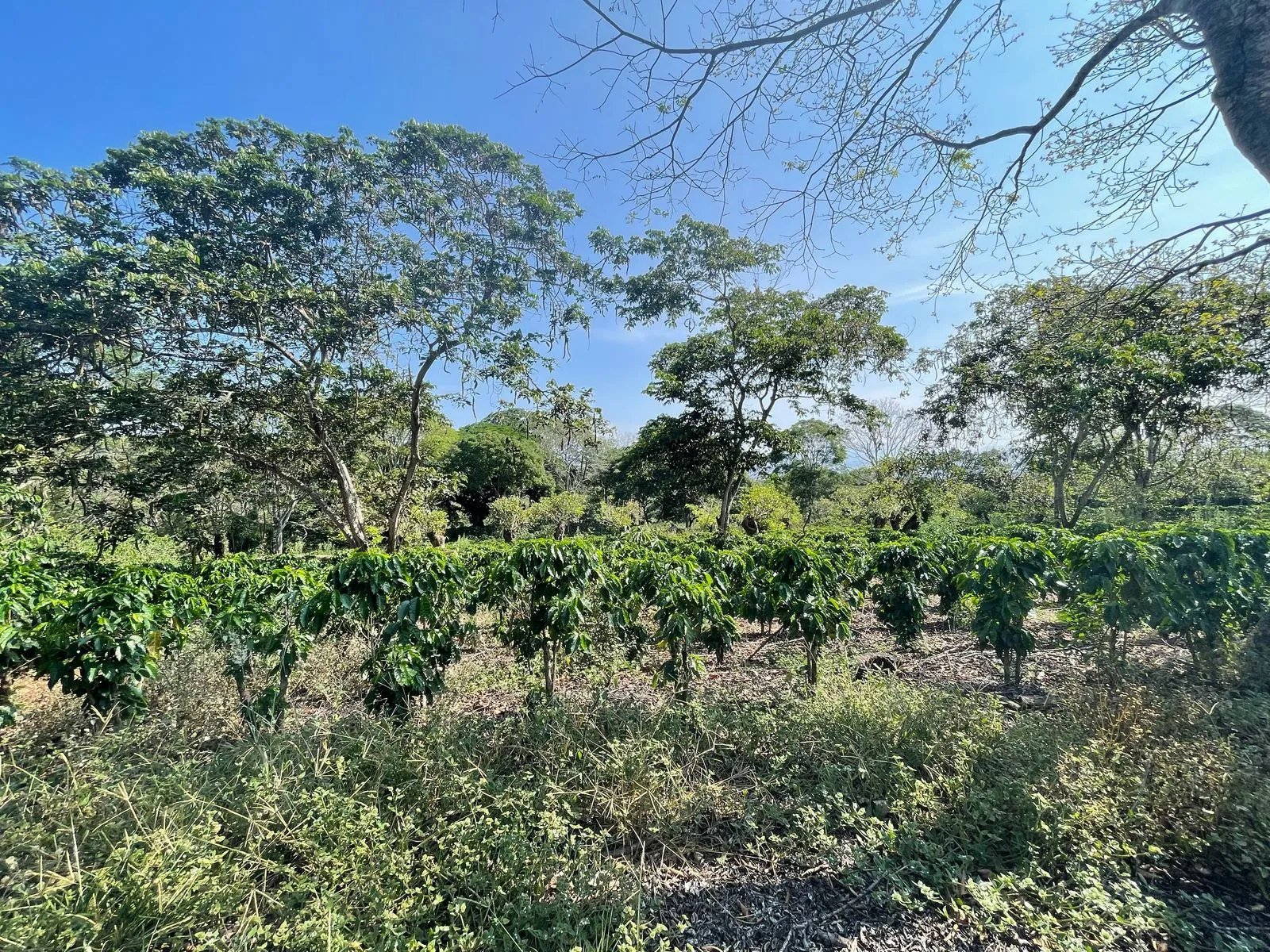 Venta Finca de Cafe Atenas - image 4