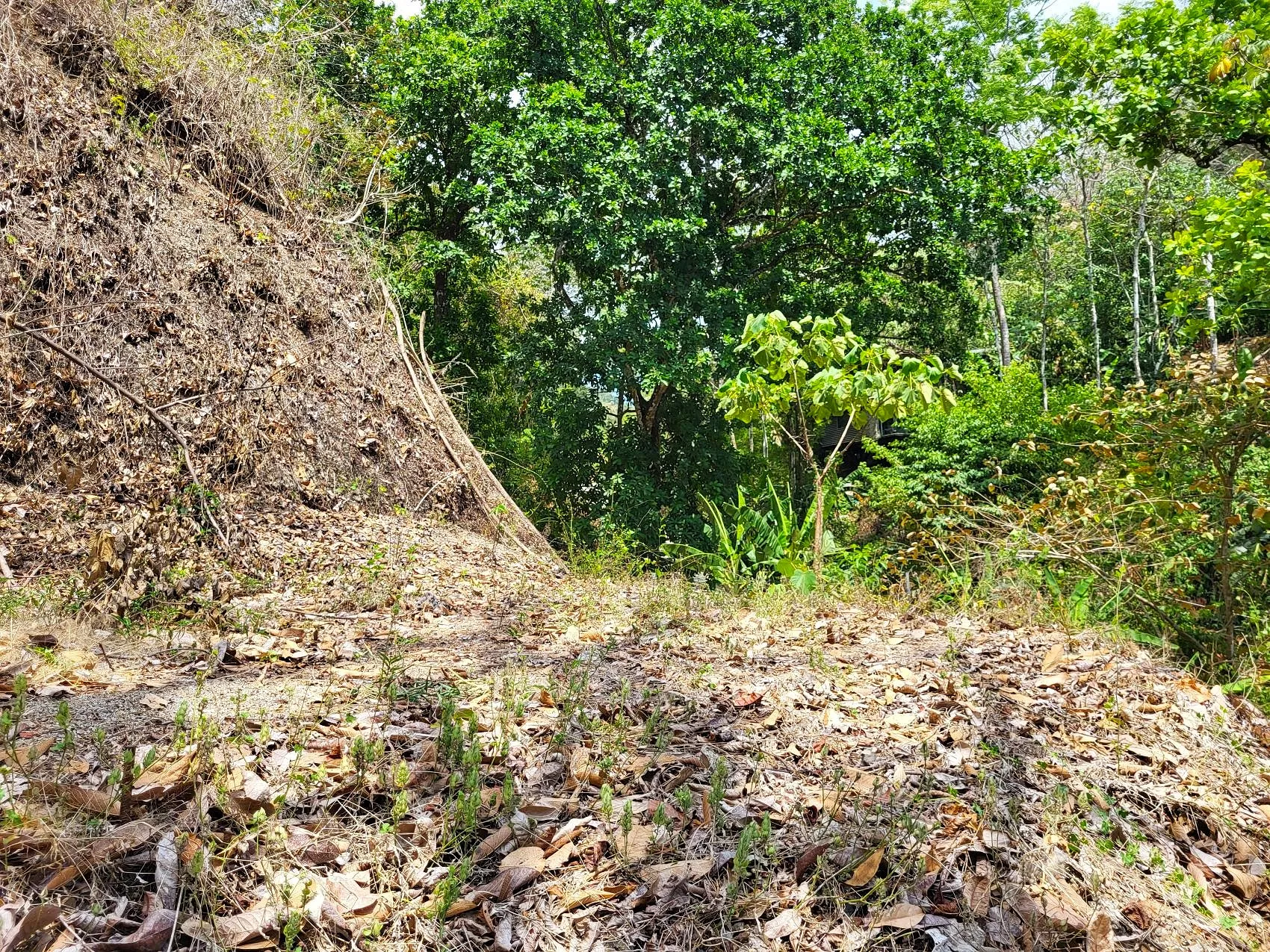 Prime Tropical Dream Lot For Sale - image 13