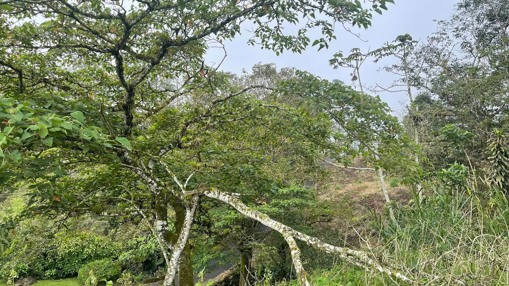  OCEAN VIEW LOT FOR SALE IN SANTIAGO, SAN RAMON  - image 14