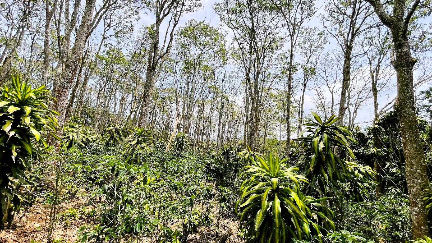 LOT FOR SALE - SAN ISIDRO, SAN RAMON - image 9