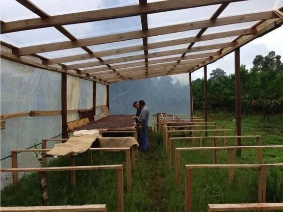 SE VENDE FINCA DE CACAO EN PRODUCCIÓN Y CRECIMIENTO - image 3