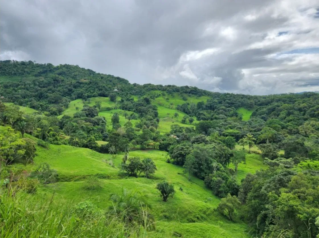 NATURAL PARADISE FARM of 203 ACRES IN BARU, PEREZ ZELEDON - image 10