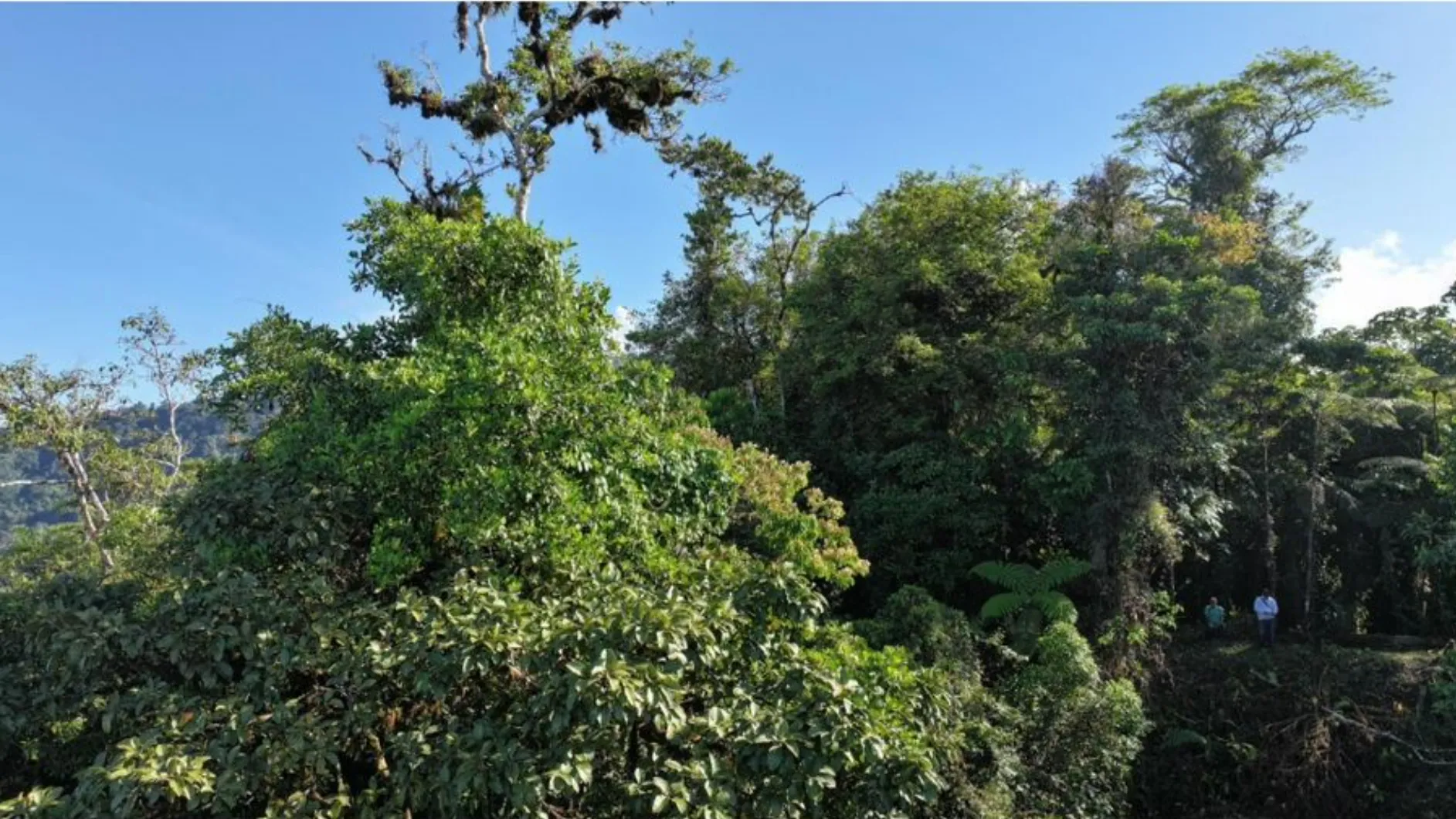 PARADISIACAL 335 ACRES PROPERTY WITH OCEAN VIEW TO UVITA, PUNTARENAS - image 11