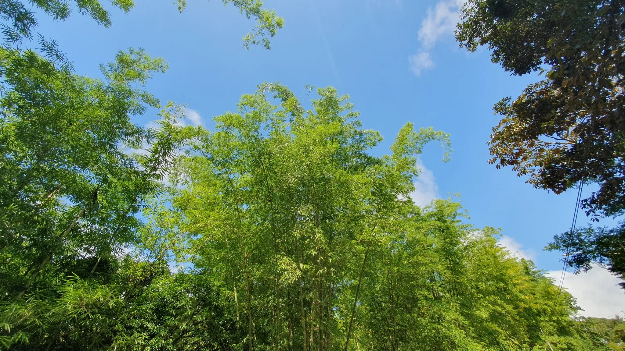 BAMBOO AND FOREST PROPERTY #2 IN PEREZ ZELEDON, COSTA RICA - image 13