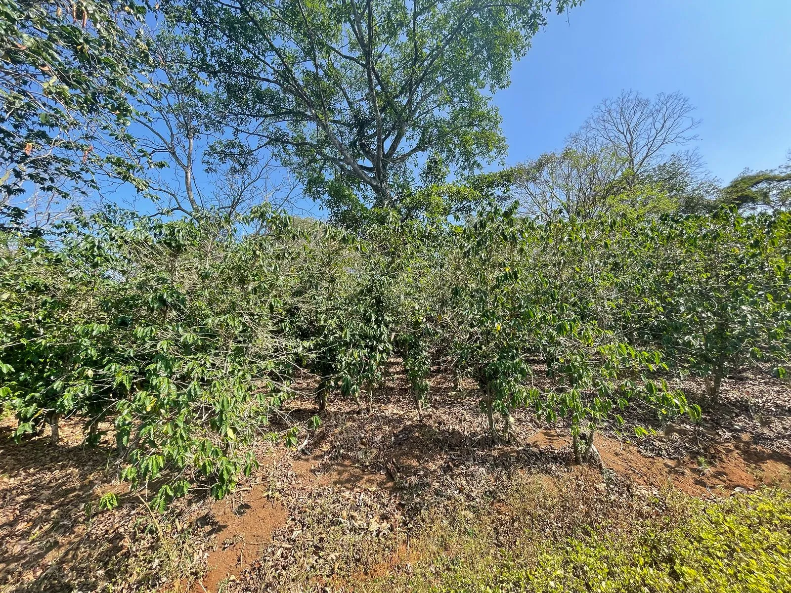 Venta Finca de Cafe Atenas - image 6