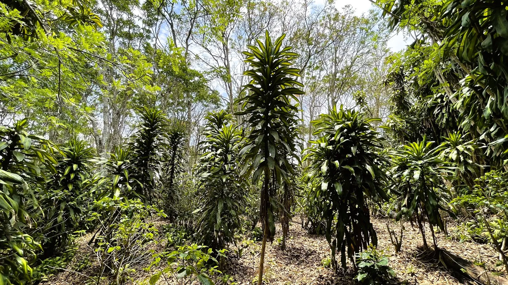 LOT FOR SALE IN SAN ISIDRO, SAN RAMON - image 14