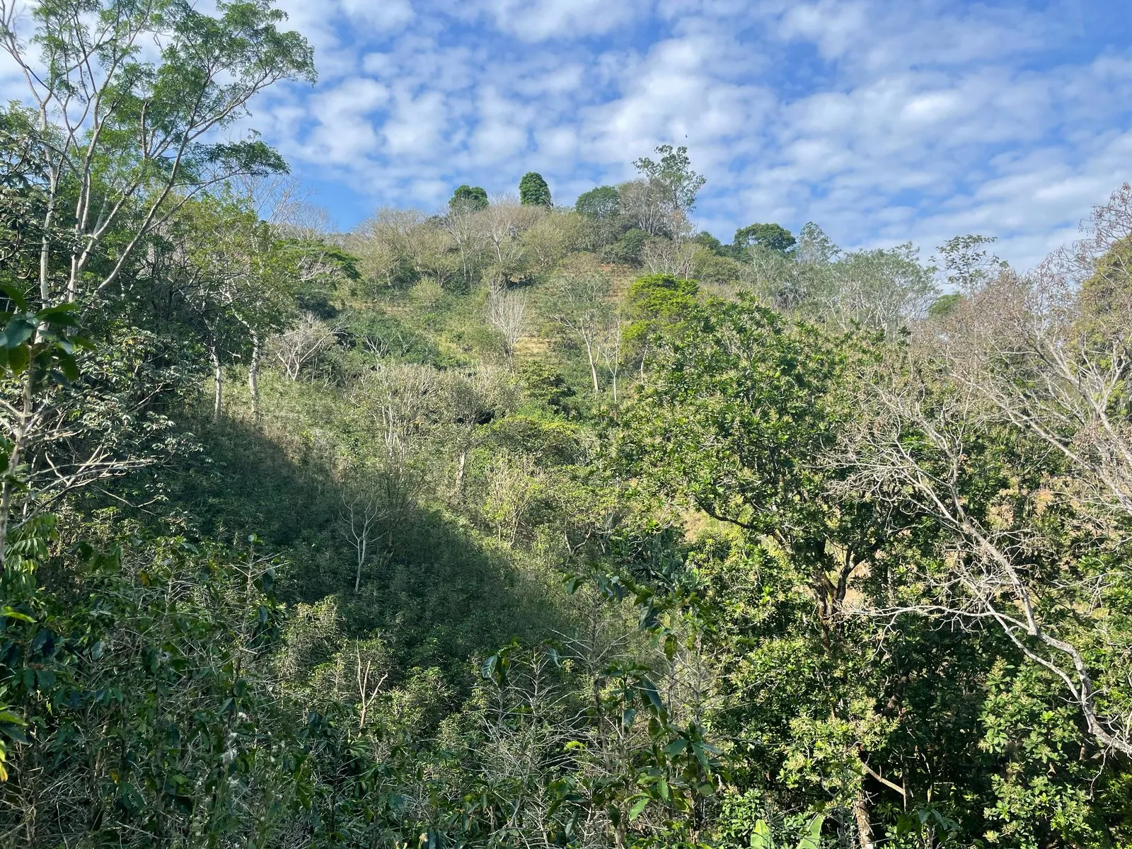 Venta Finca de Café, Beneficio y casa en Atenas - image 11