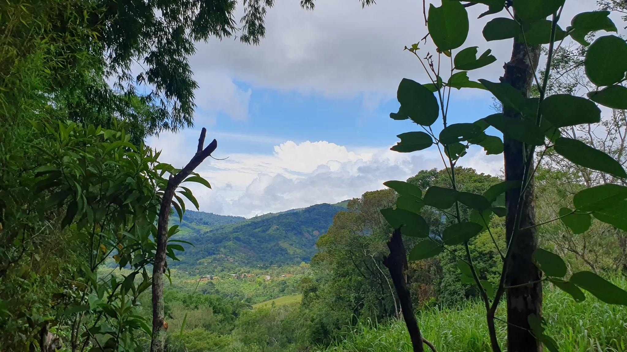 BAMBOO & FOREST PROPERTY IN PEREZ ZELEDON, COSTA RICA - image 15