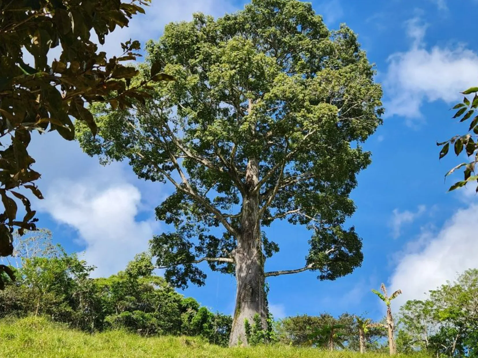 MOUNTAIN VIEW FARM & HOUSE IN PACUARITO, PEREZ ZELEDON - image 9