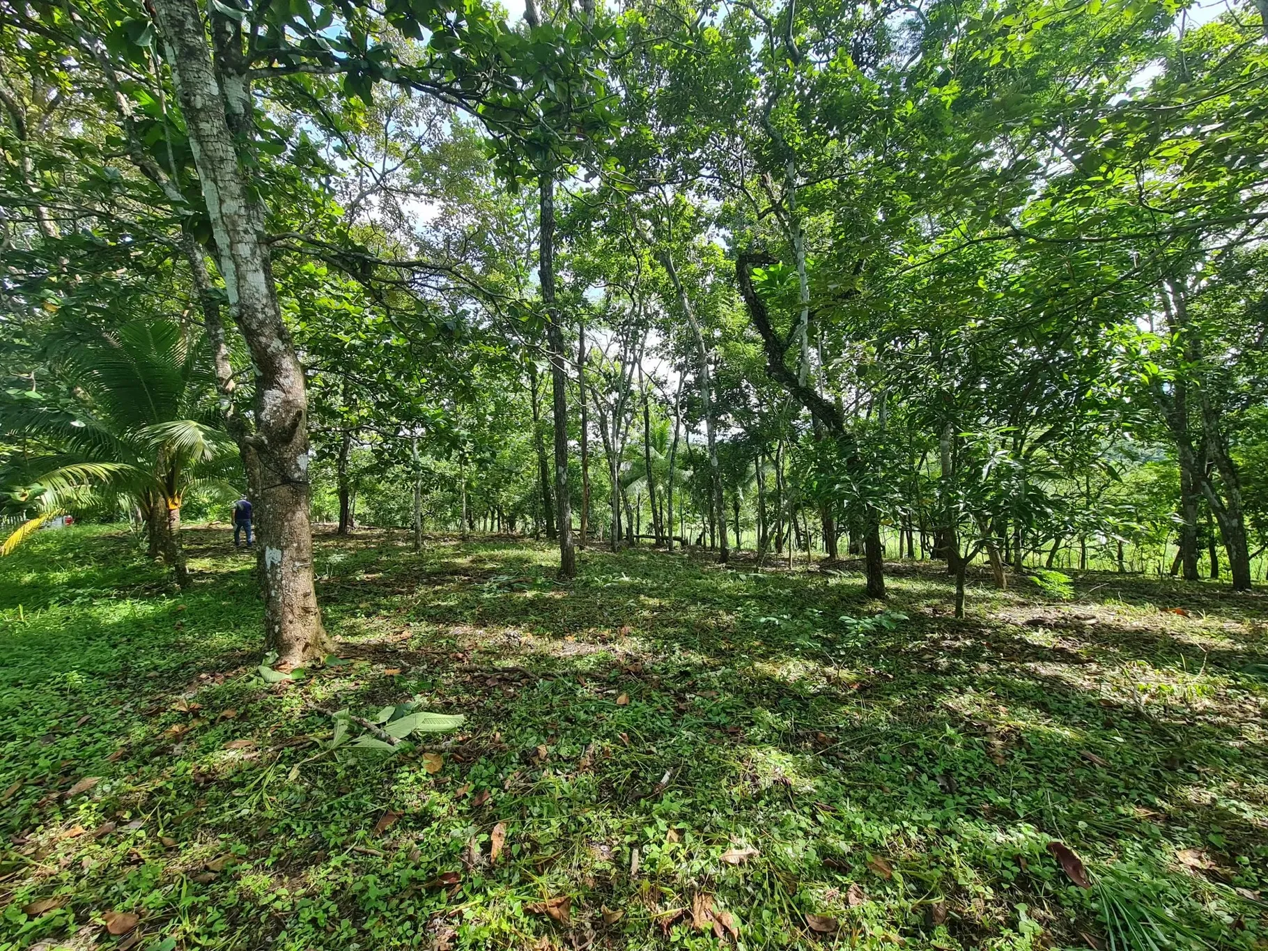 Farm for sale in Orotina - image 2