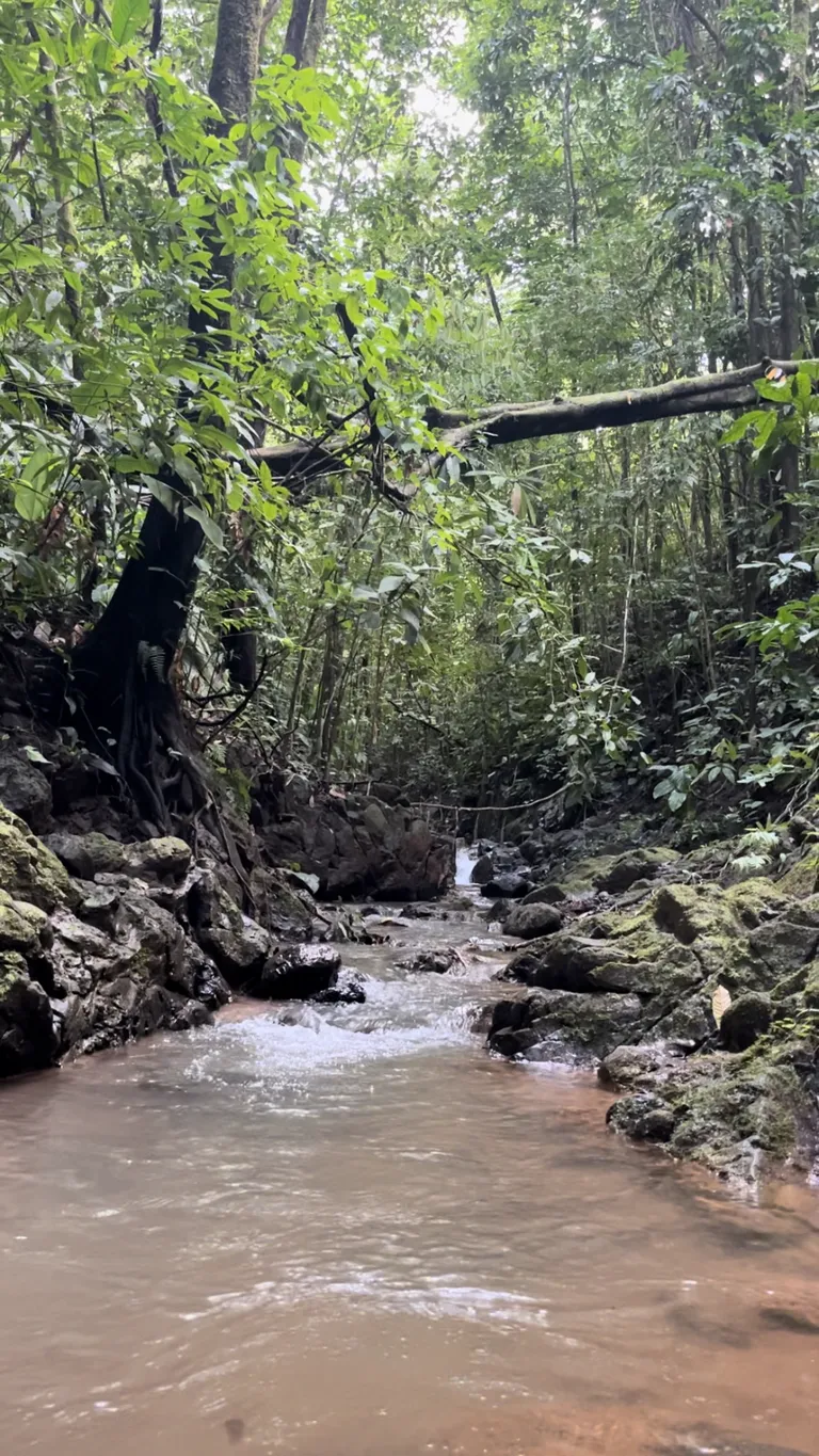  Spectacular Ecological Mountain Farm in Bijagual - image 14