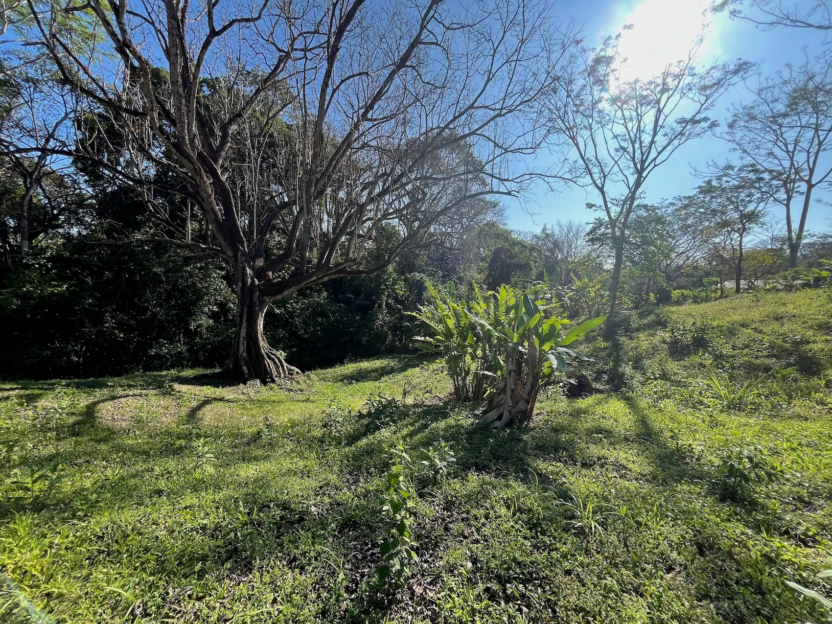 Dream Property in Delicias 7,100m² of Lush Land with Creek & Fruit Trees – Minutes from Santa Teresa - image 12
