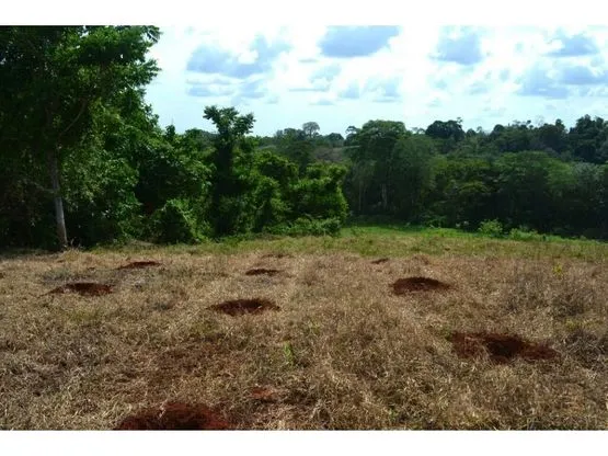 SE VENDE FINCA DE CACAO EN PRODUCCIÓN Y CRECIMIENTO - image 14