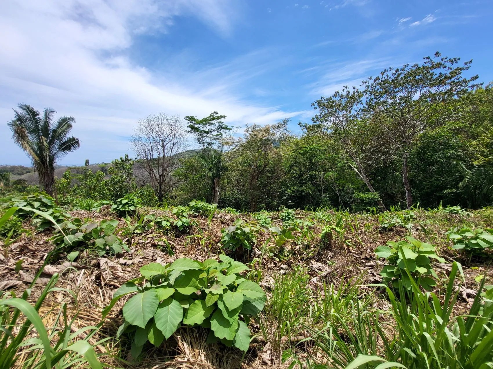 Ocean View Property in Mal Pais - image 5