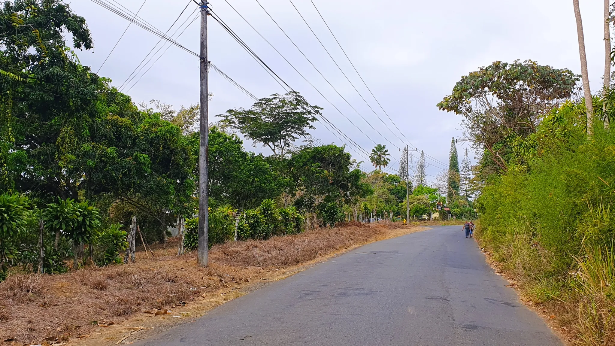 FRUIT TREE PROPERTY IN PEREZ ZELEDON, COSTA RICA - image 7