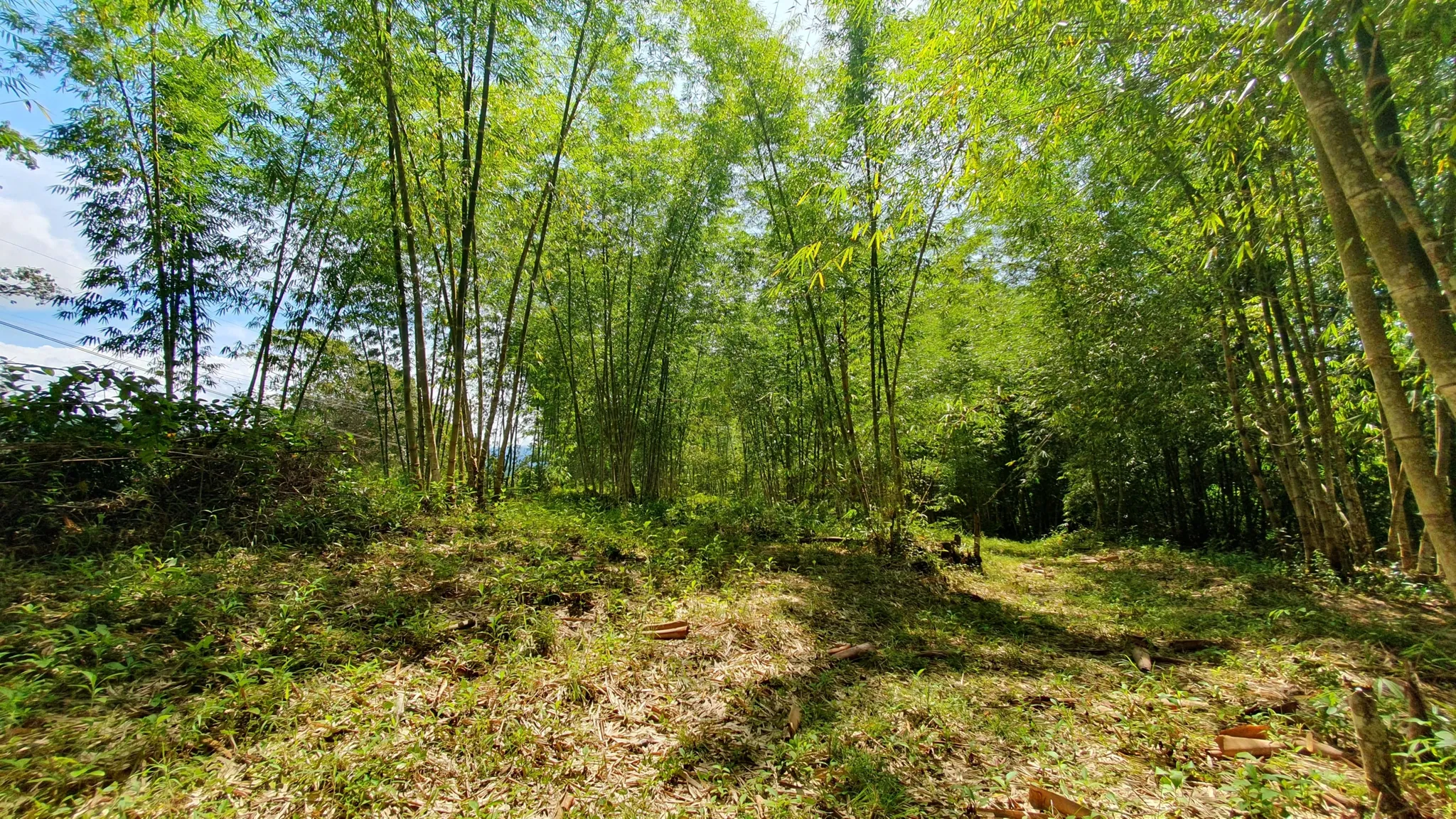 BAMBOO AND FOREST PROPERTY #2 IN PEREZ ZELEDON, COSTA RICA - image 8