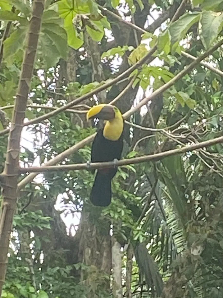 A Natural Sanctuary in Esterillos: Your Home Between The Jungle And The Sea - image 12