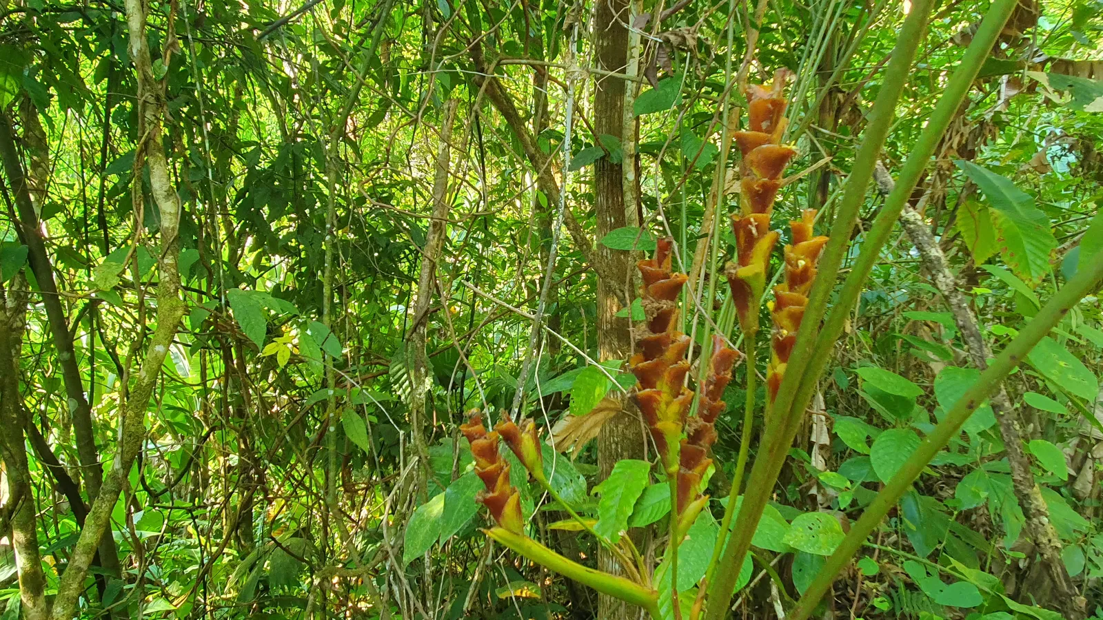 CONSERVATION AND DEVELOPMENT LAND WITH OCEAN VIEW IN SIERPE, COSTA RICA - image 10