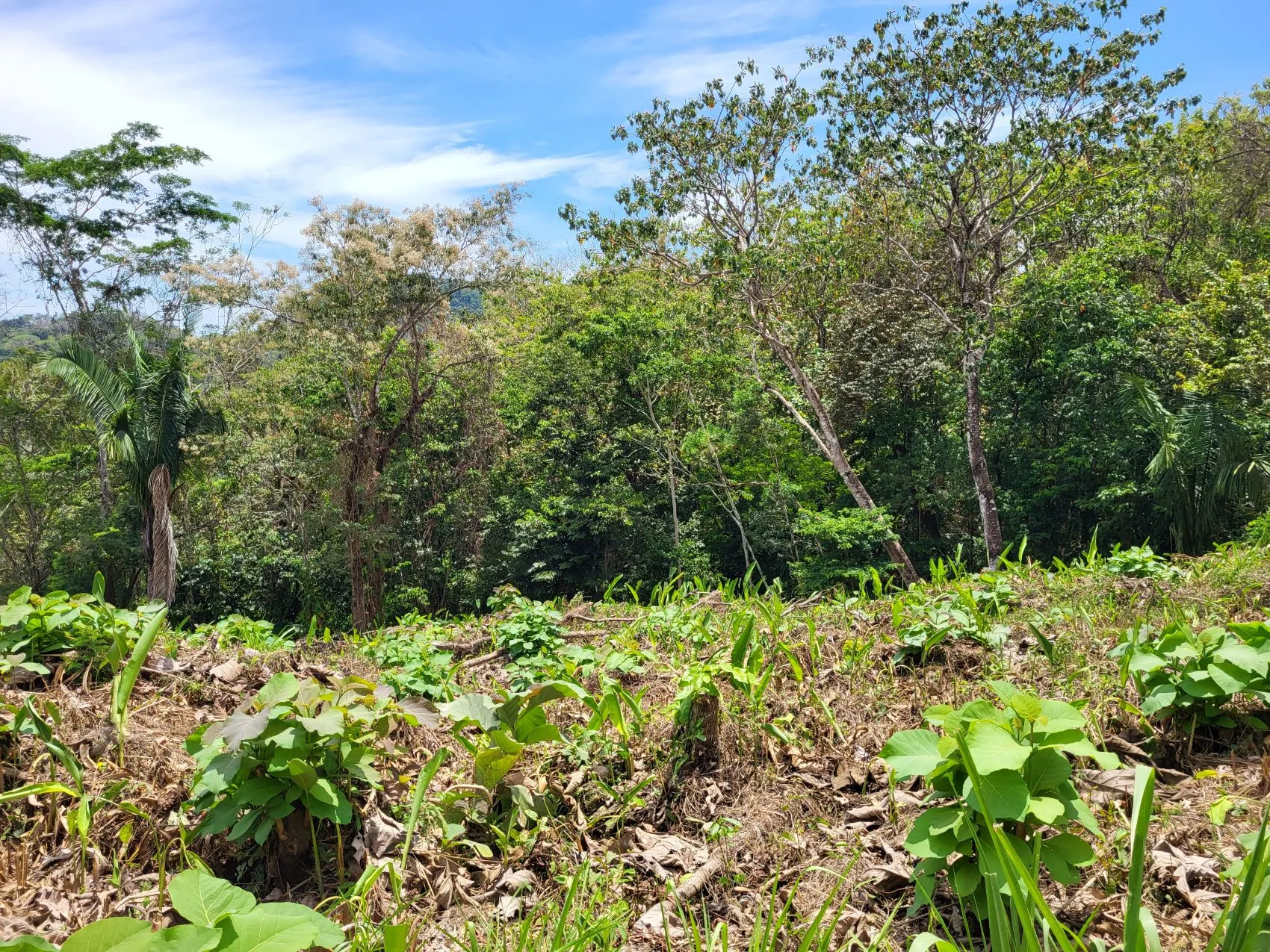 Ocean View Property in Mal Pais - image 4