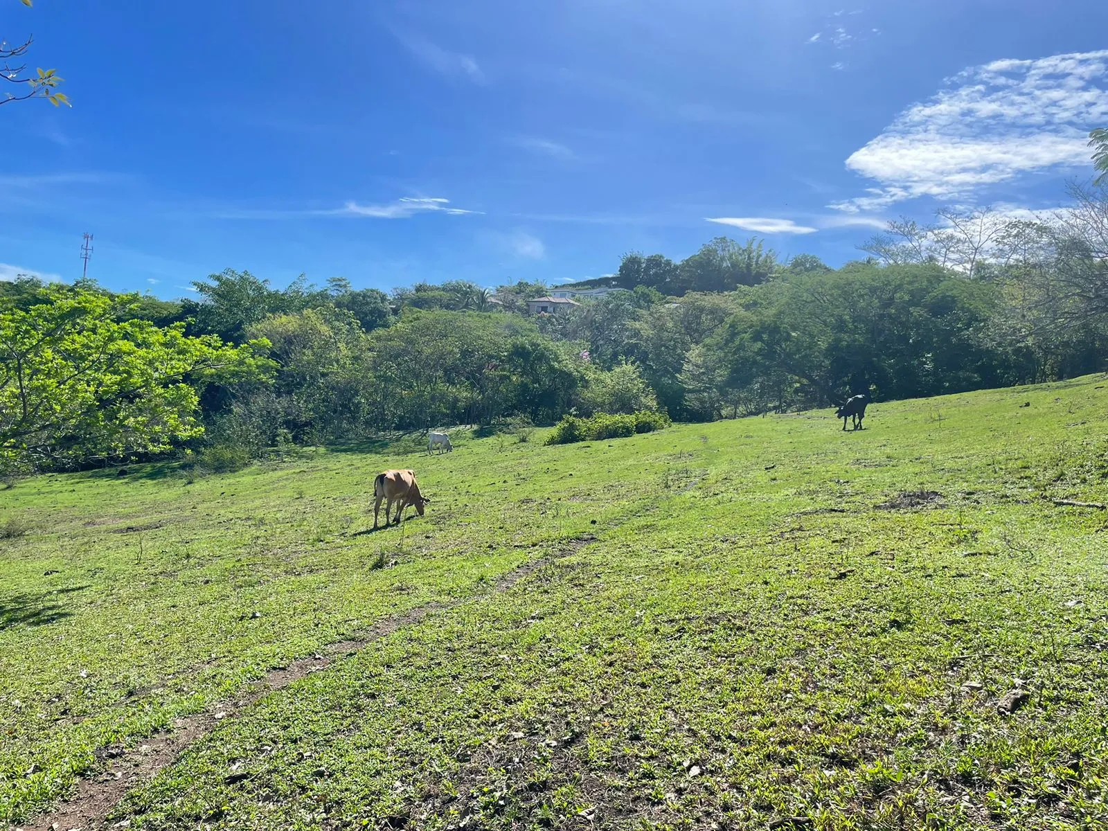 For Sale: Land for Development in Santa Ana - image 2