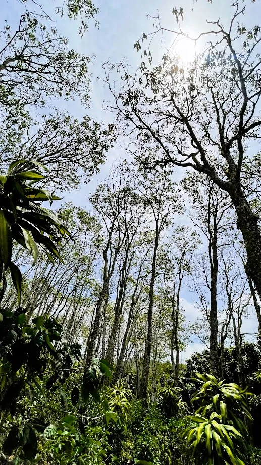 LOT FOR SALE - SAN ISIDRO, SAN RAMON - image 11