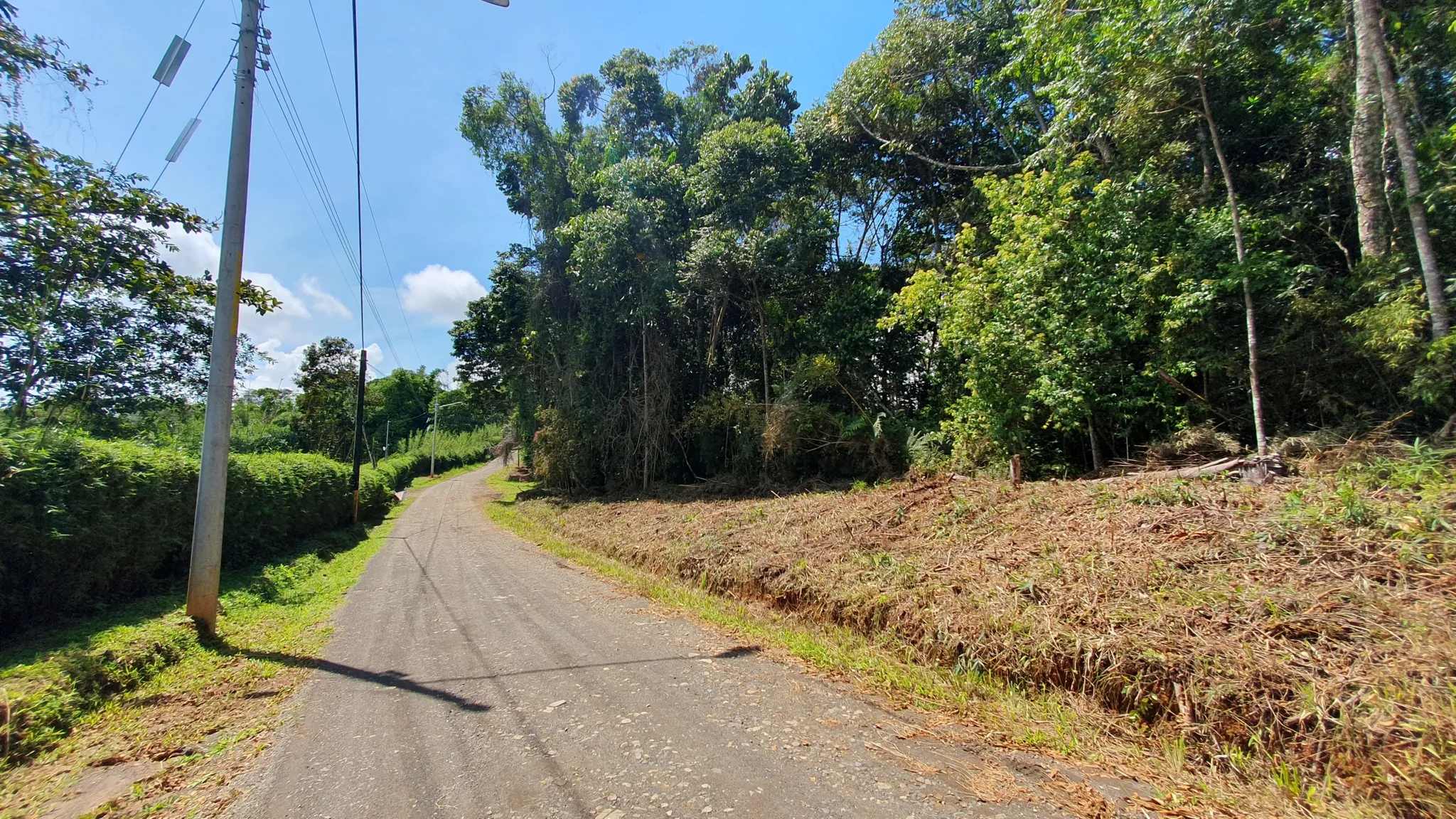 BAMBOO & FOREST PROPERTY IN PEREZ ZELEDON, COSTA RICA - image 3