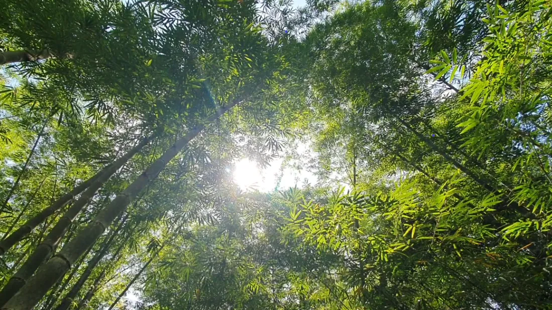 BAMBOO AND FOREST PROPERTY #2 IN PEREZ ZELEDON, COSTA RICA - image 10