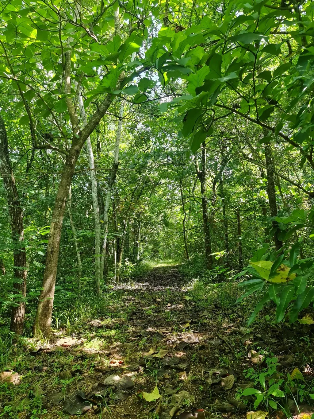 Farm for sale in Orotina - image 1