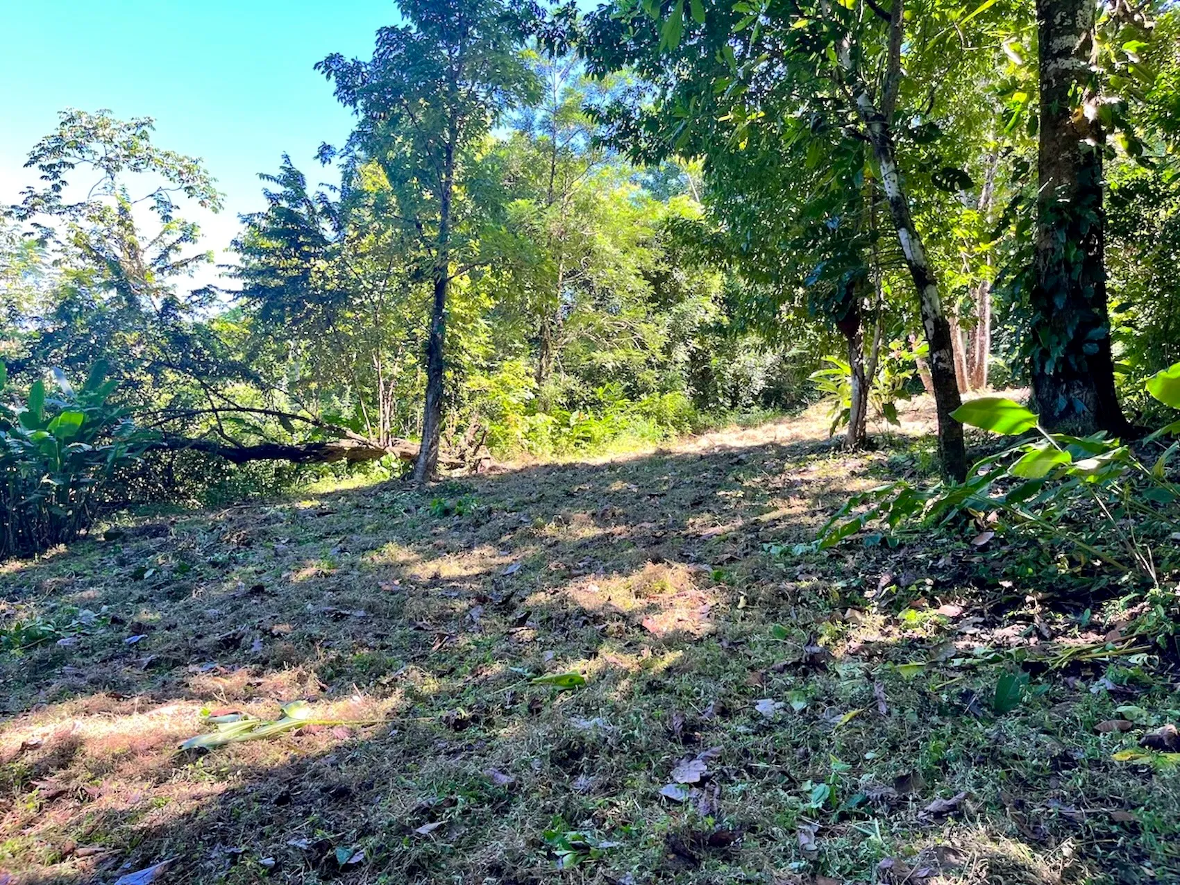 Discover an exceptional commercial and residential property steps from the ocean  in Mal País, Costa Rica! - image 3