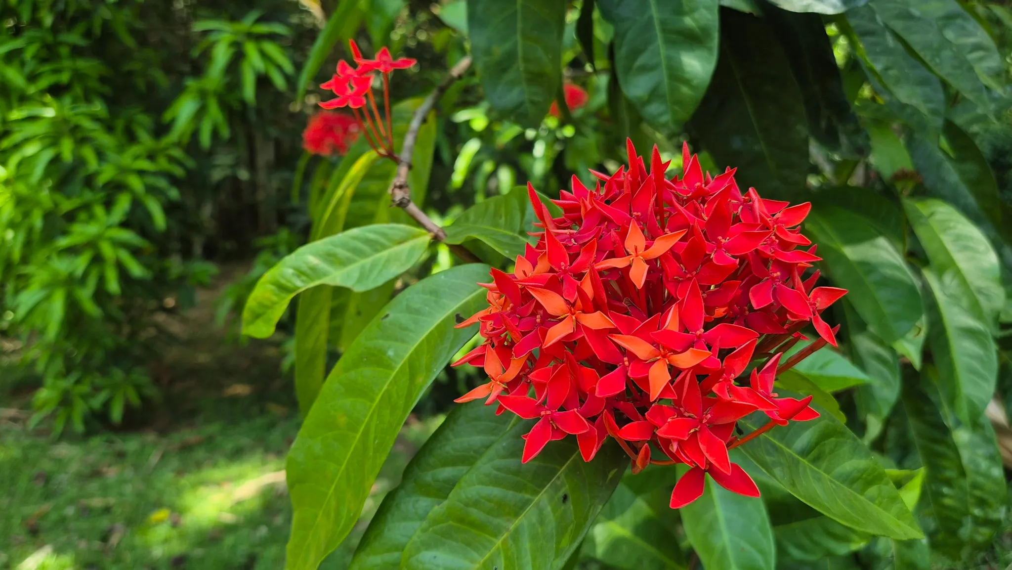 Dream Beachfront Property at Ballena Beach in Uvita, Costa Rica - image 11