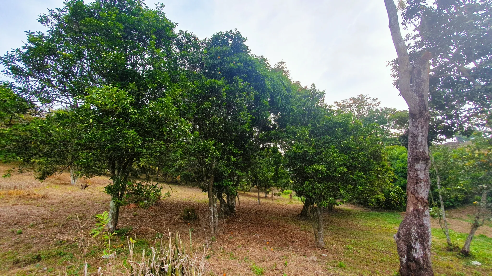 FRUIT TREE PROPERTY IN PEREZ ZELEDON, COSTA RICA - image 15