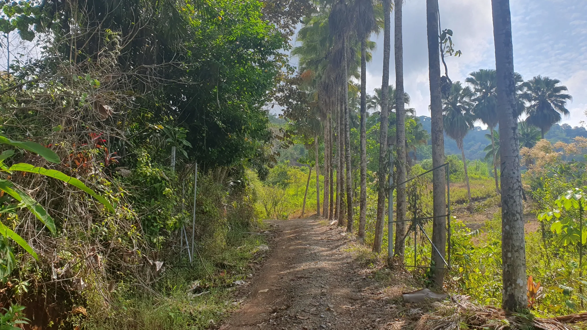 PEACEFUL AND PRIVATE LAND IN PUNTA MALA, OJOCHAL - image 2