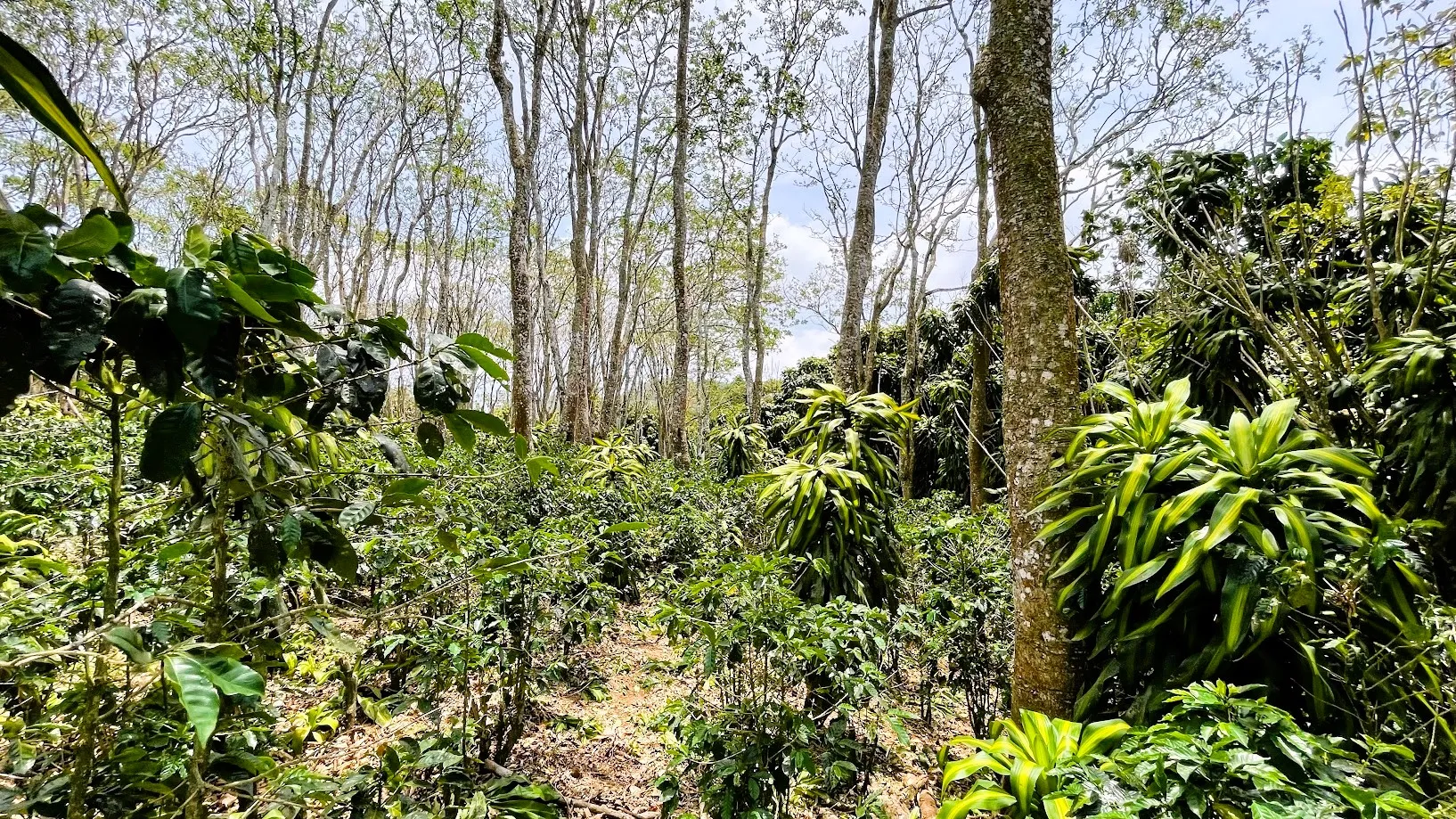 LOT FOR SALE - SAN ISIDRO, SAN RAMON - image 10