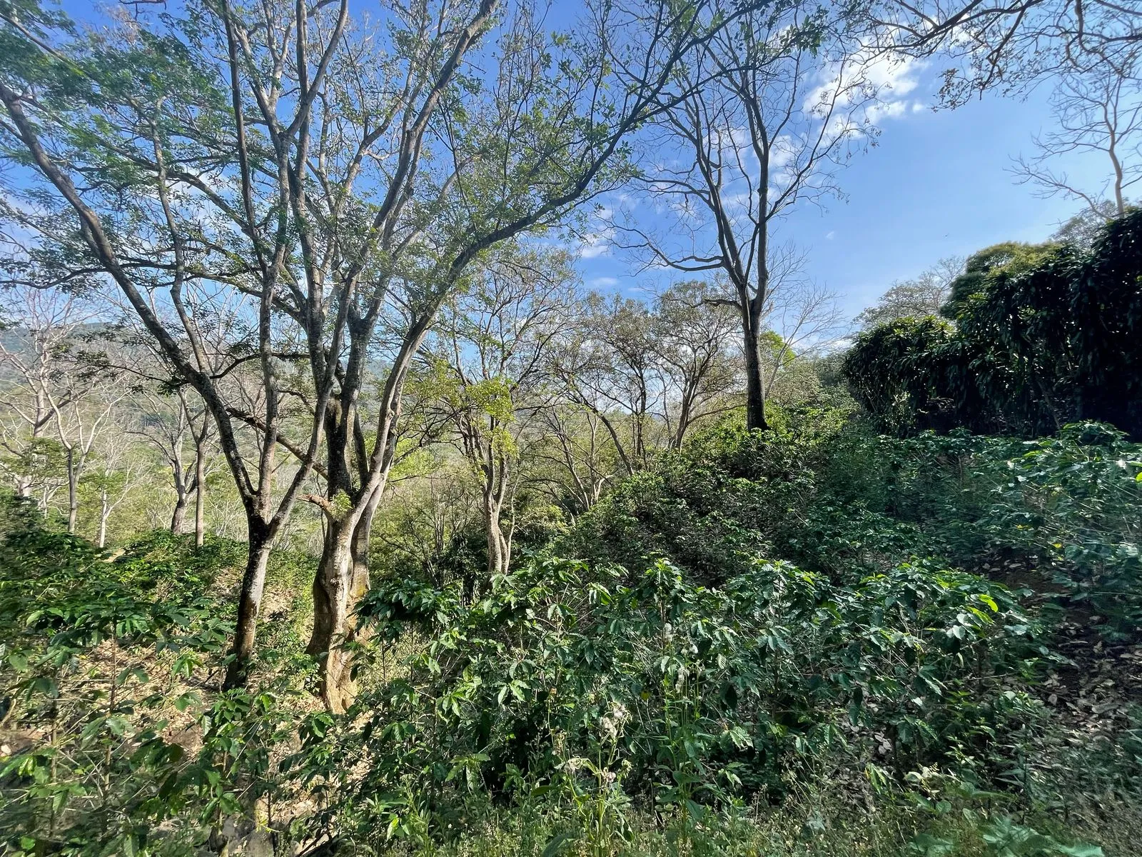 Venta Finca de Café, Beneficio y casa en Atenas - image 9