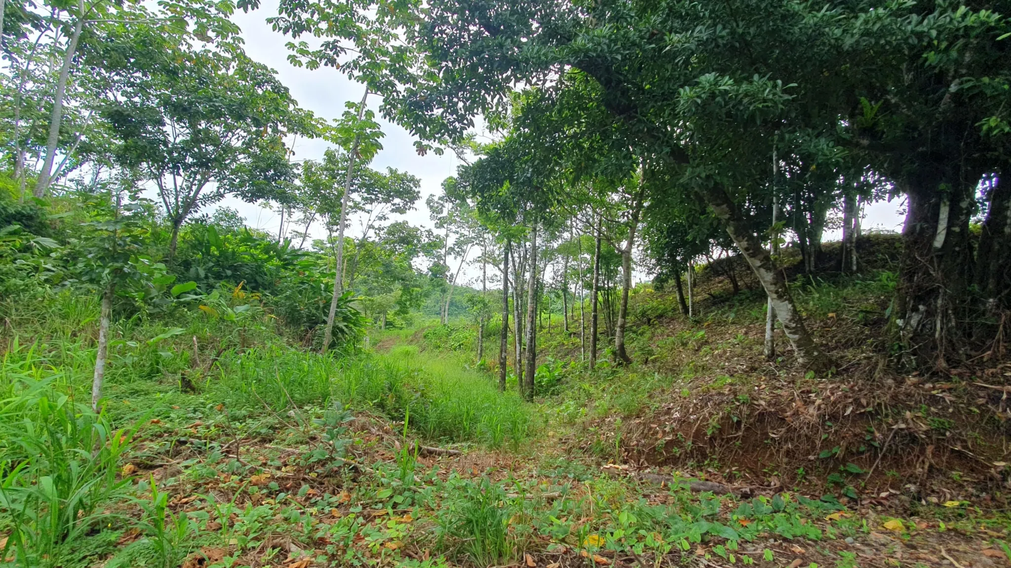 GULF VIEW PROPERTY IN PUERTO JIMENEZ, COSTA RICA - image 9