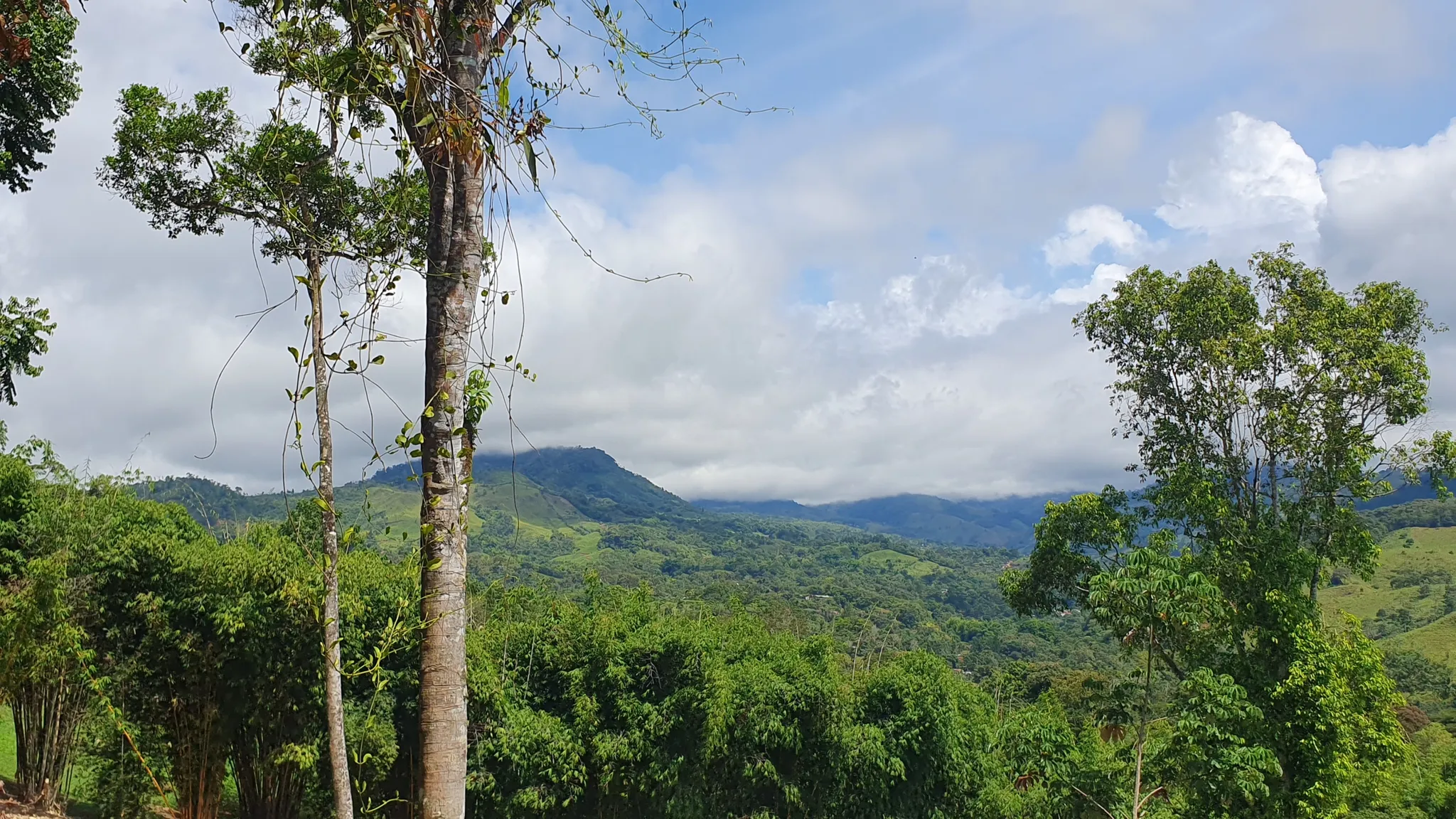 BAMBOO & FOREST PROPERTY IN PEREZ ZELEDON, COSTA RICA - image 5