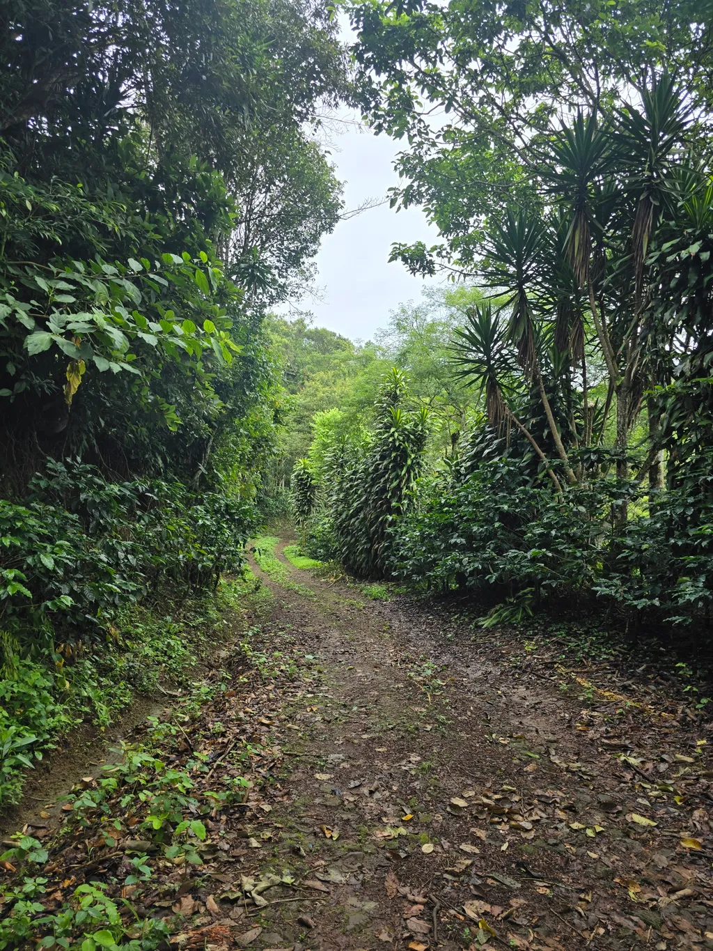 Beautiful urbanizable land opportunity - image 6